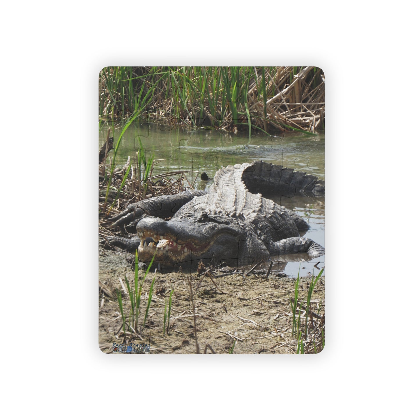 Kids' Puzzle 30-Piece - Boots the Port Aransas Alligator Superstar