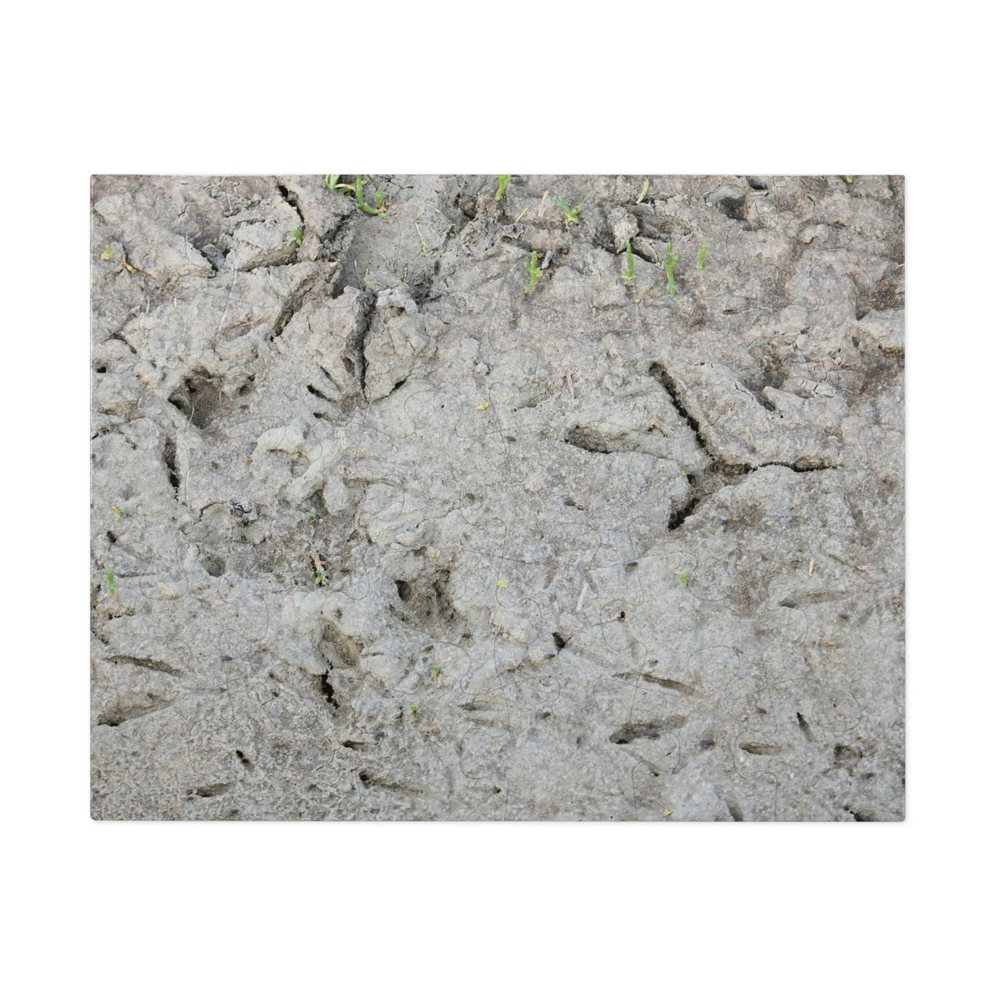 Whooping Crane Footprints at Charlie's Pasture Jigsaw Puzzle (30, 110, 252, 500,1000-Piece)
