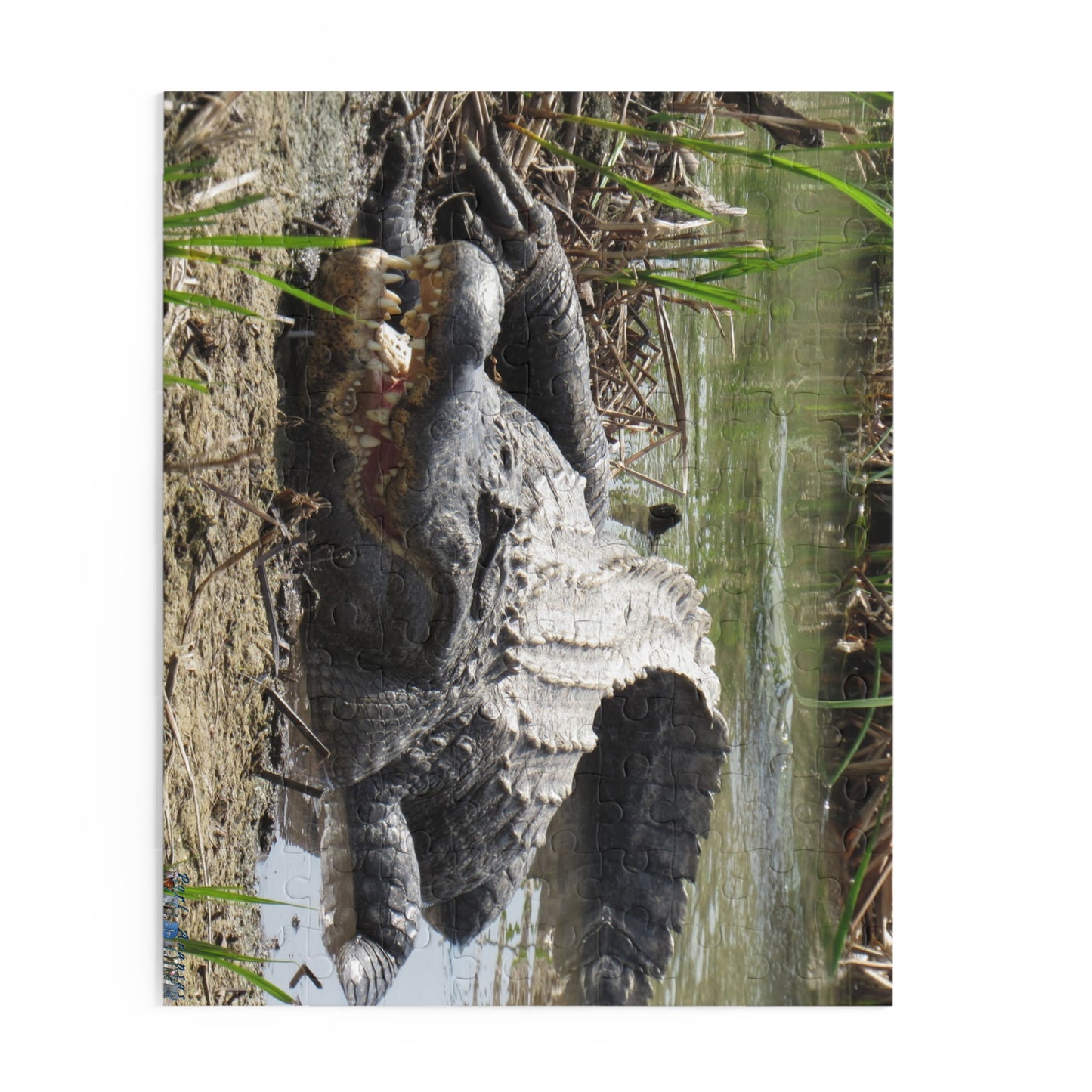 Boots the Aligator In Port Aransas Puzzle (120, 252, 500-Piece)