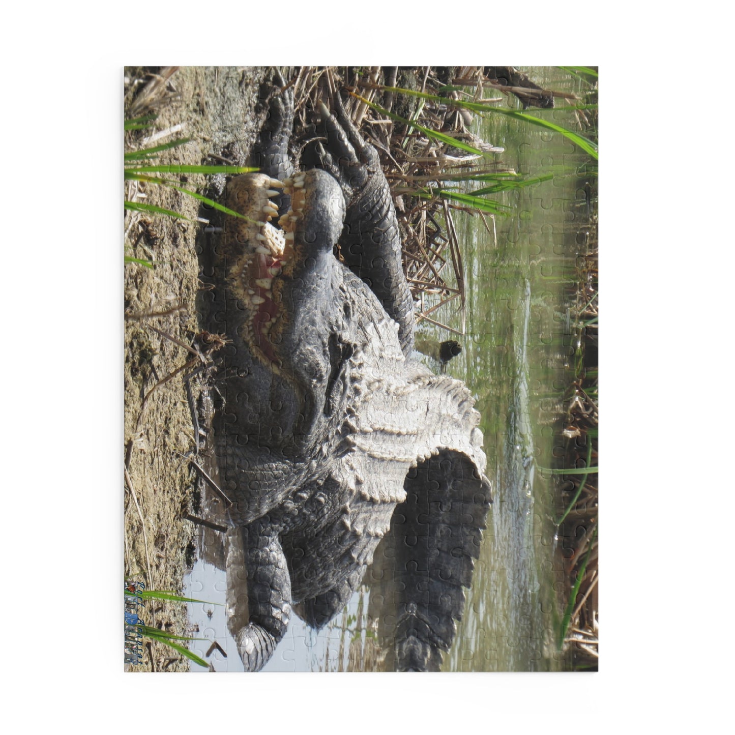 Boots the Aligator In Port Aransas Puzzle (120, 252, 500-Piece)