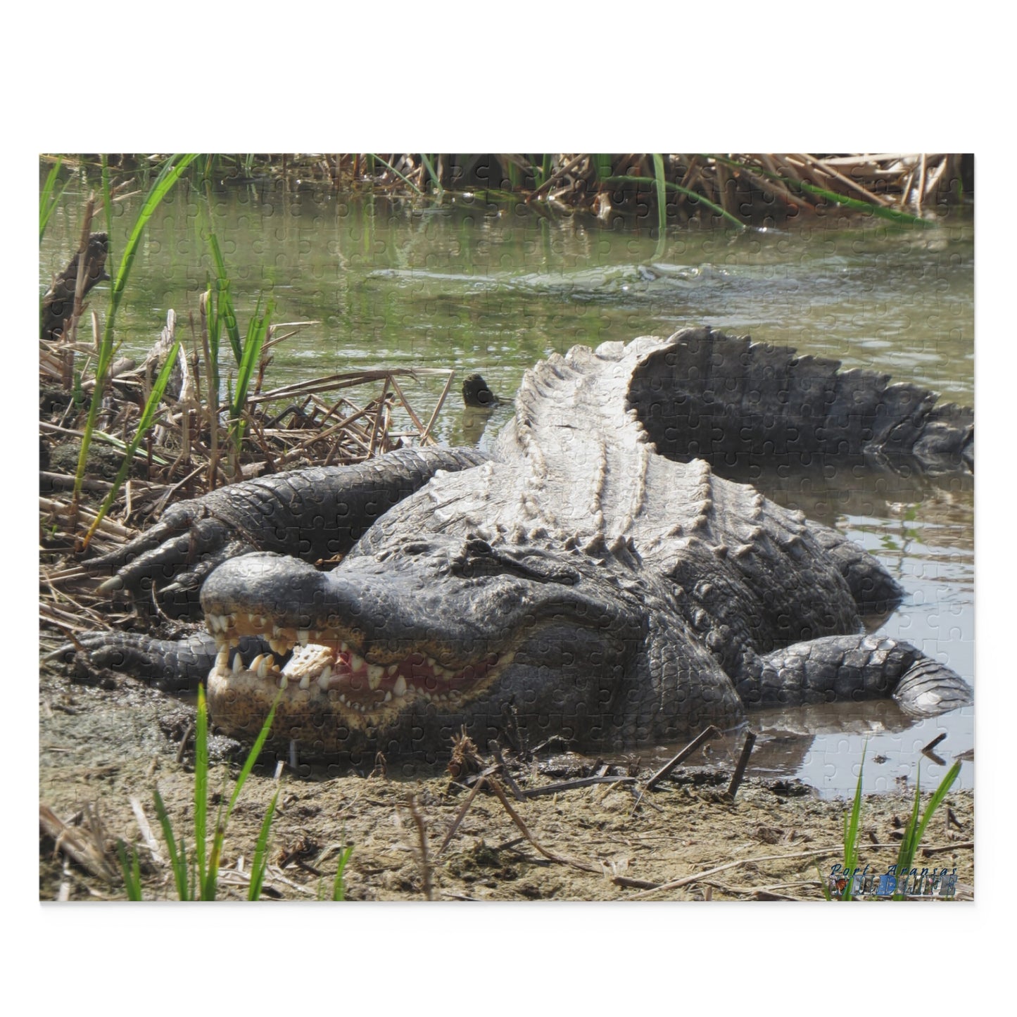 Boots the Aligator In Port Aransas Puzzle (120, 252, 500-Piece)