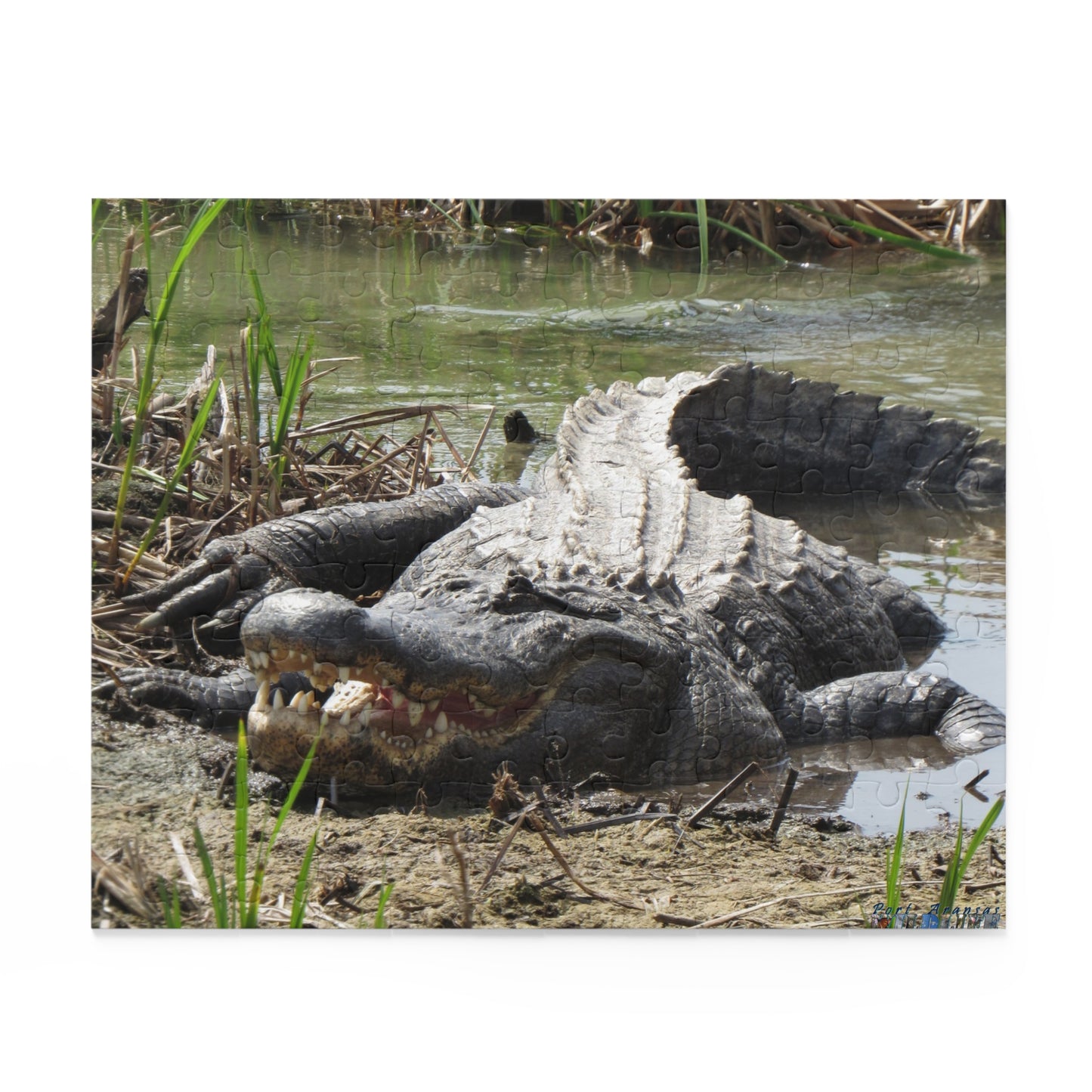 Boots the Aligator In Port Aransas Puzzle (120, 252, 500-Piece)