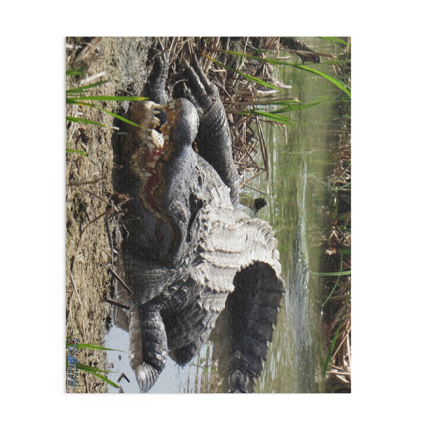 Boots the Aligator In Port Aransas Puzzle (120, 252, 500-Piece)