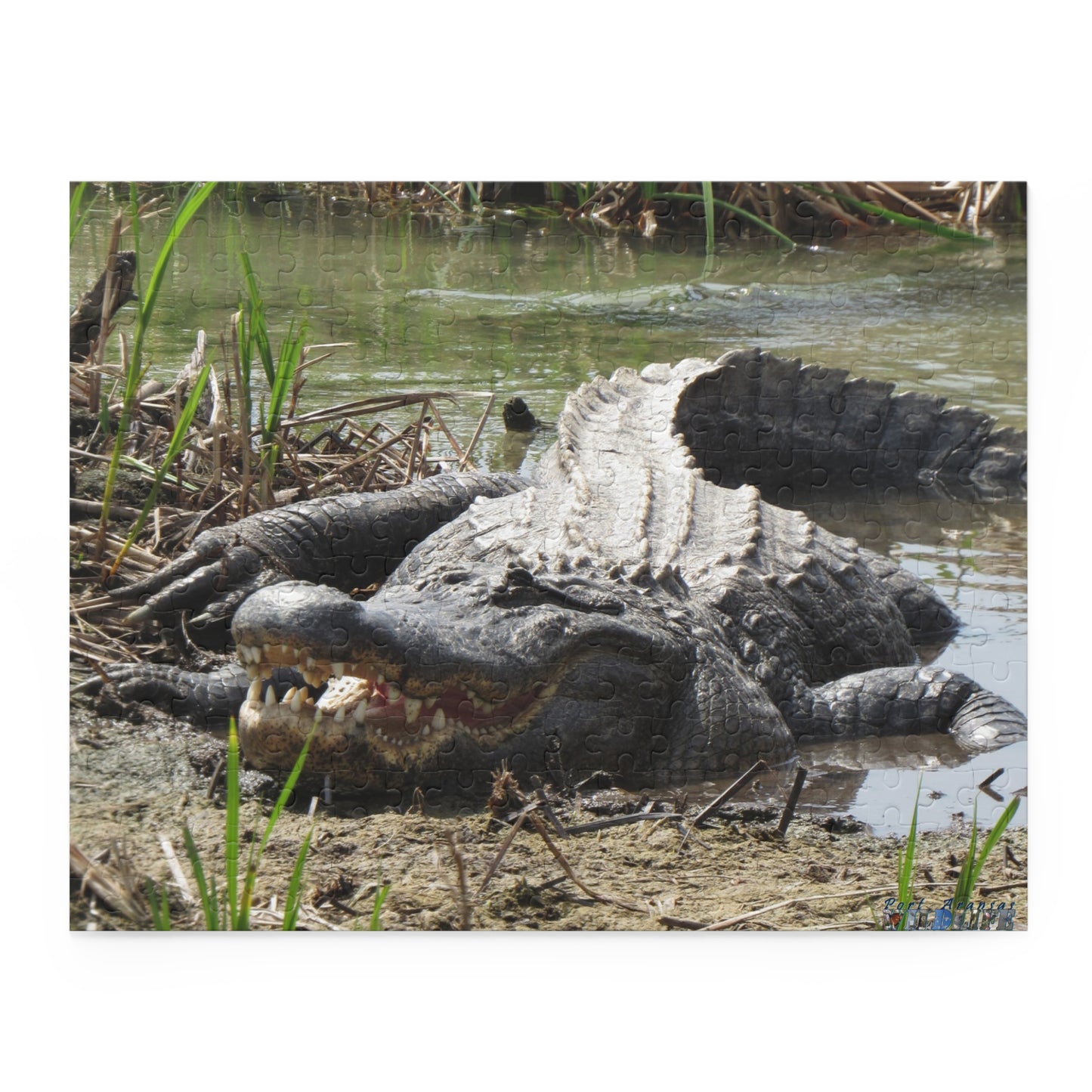 Boots the Aligator In Port Aransas Puzzle (120, 252, 500-Piece)