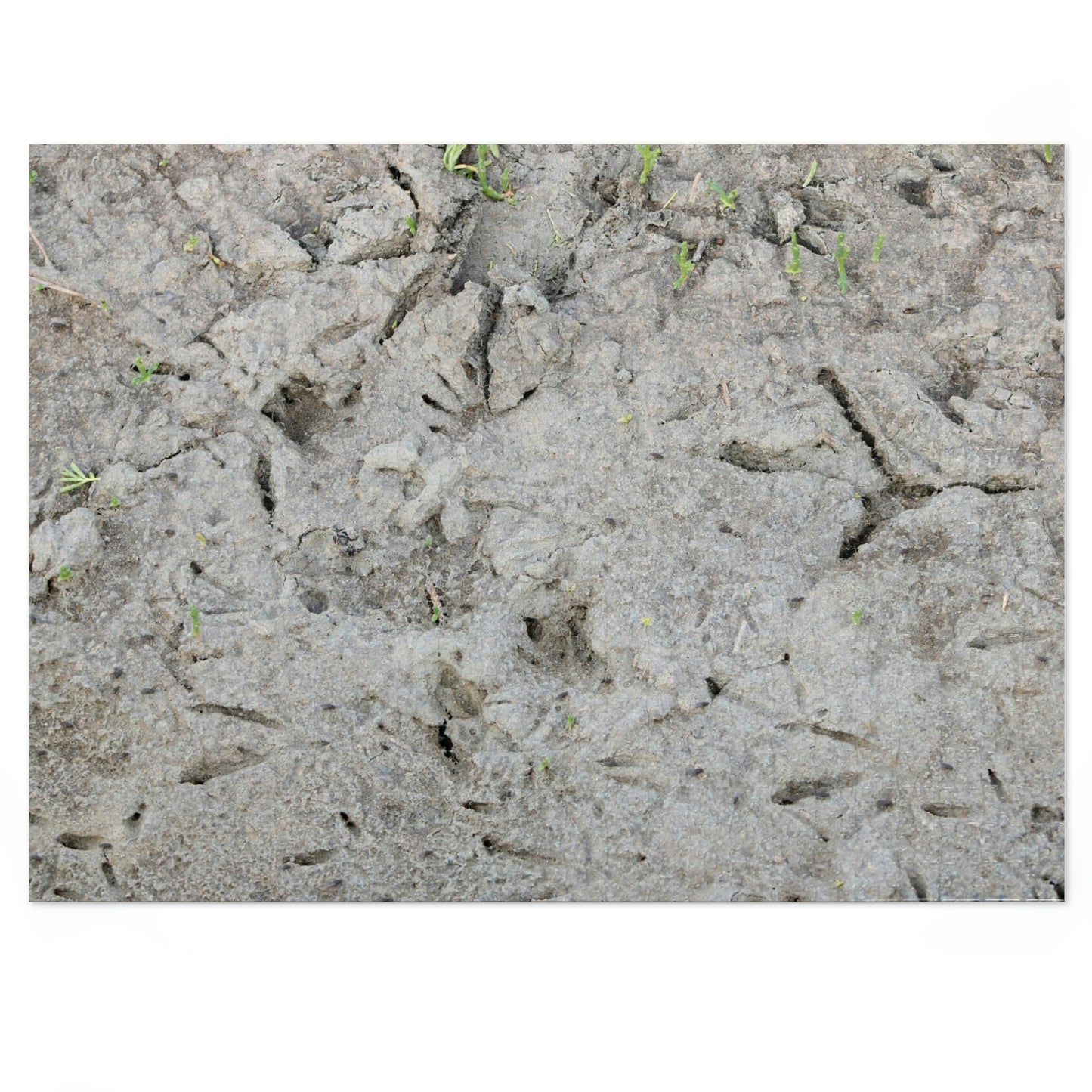 Whooping Crane Footprints at Charlie's Pasture Jigsaw Puzzle (30, 110, 252, 500,1000-Piece)