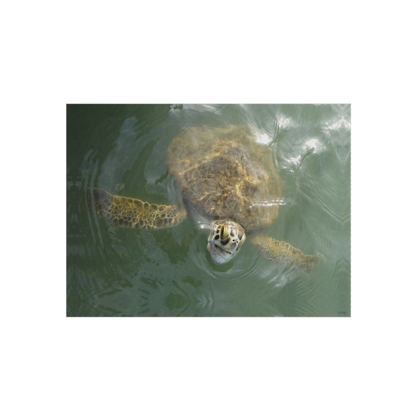 Sea Turtle in Port Aransas Wildlife Outdoor Rug