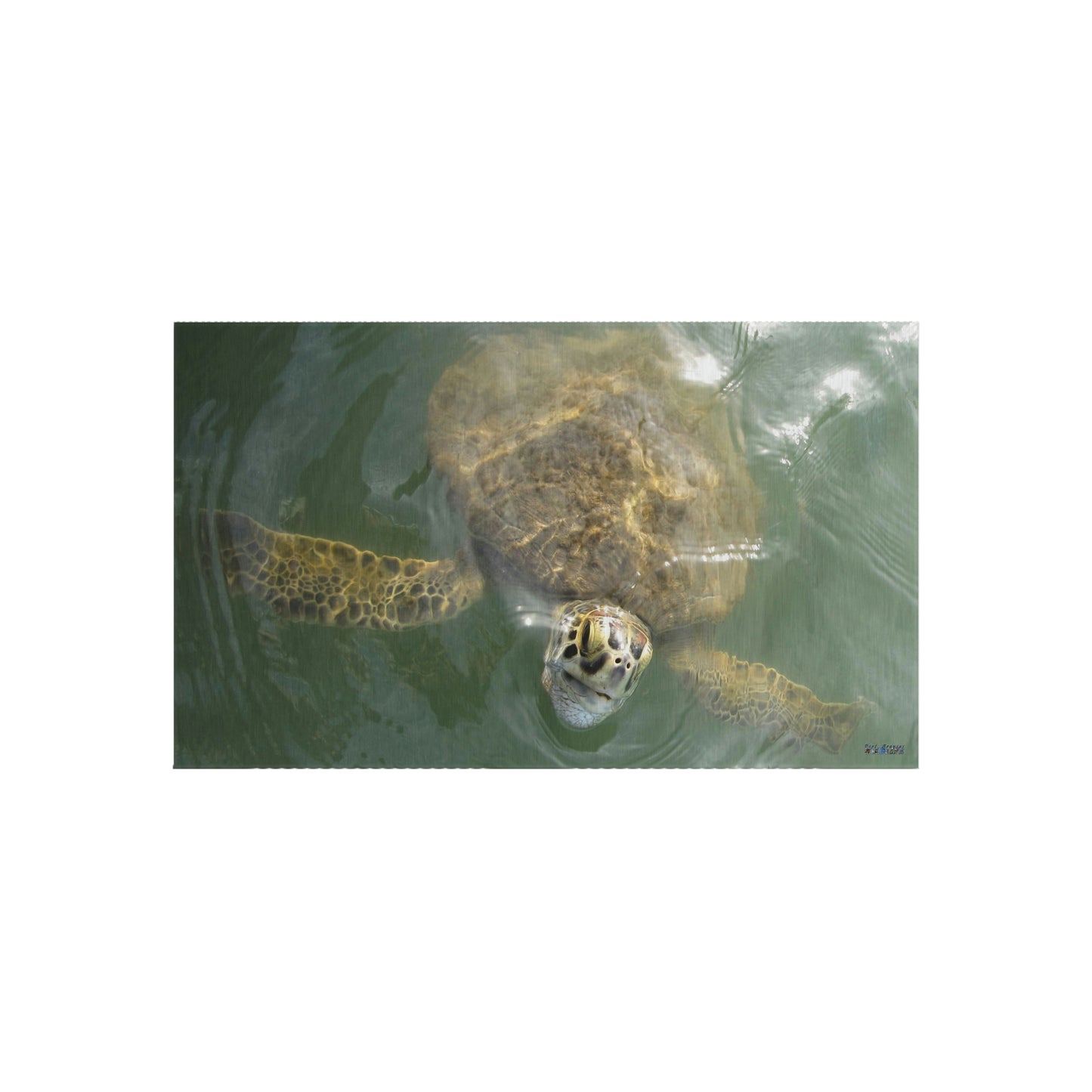 Sea Turtle in Port Aransas Wildlife Outdoor Rug