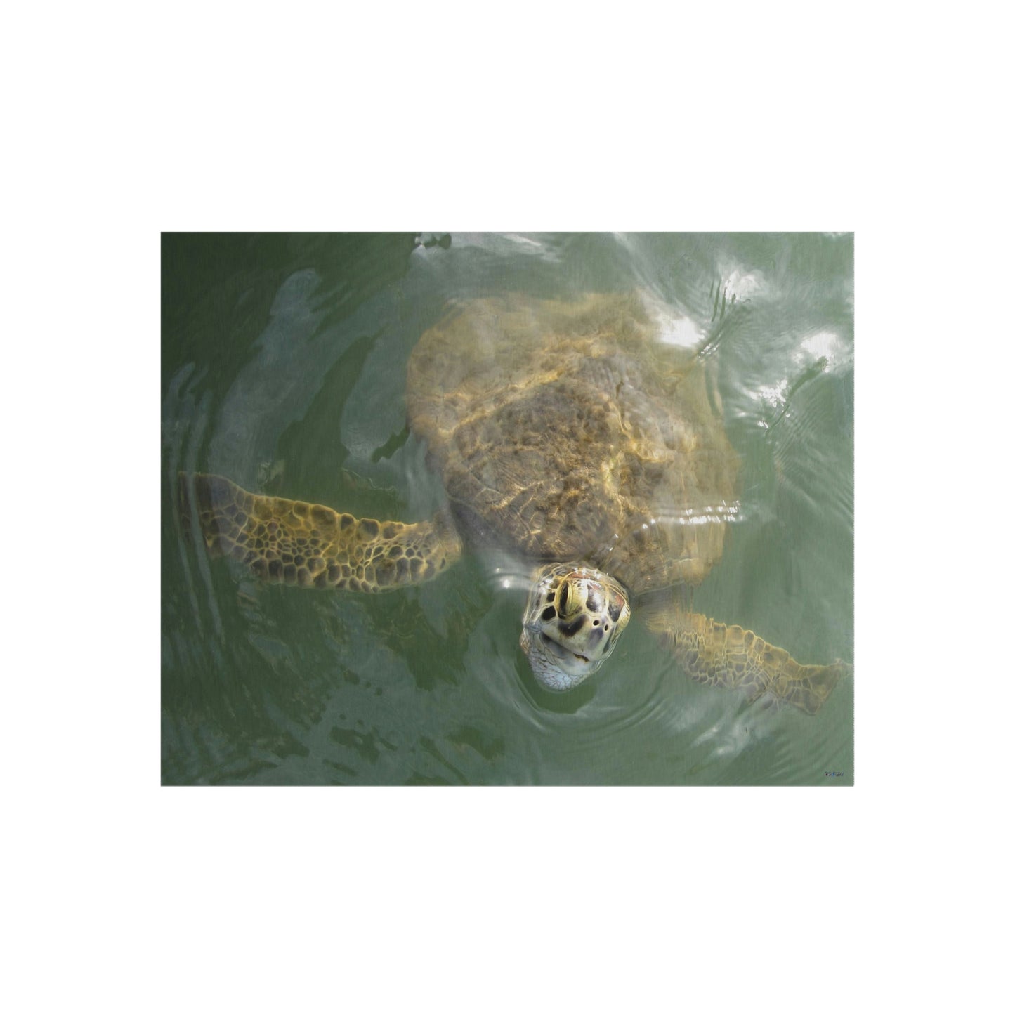 Sea Turtle in Port Aransas Wildlife Outdoor Rug