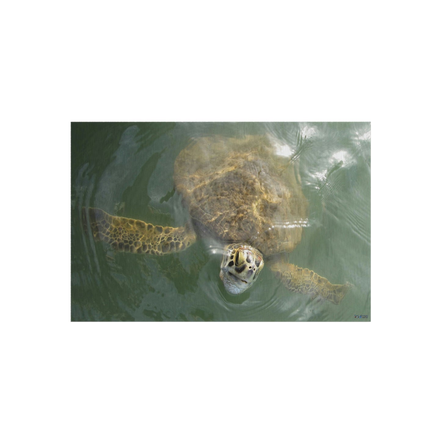 Sea Turtle in Port Aransas Wildlife Outdoor Rug