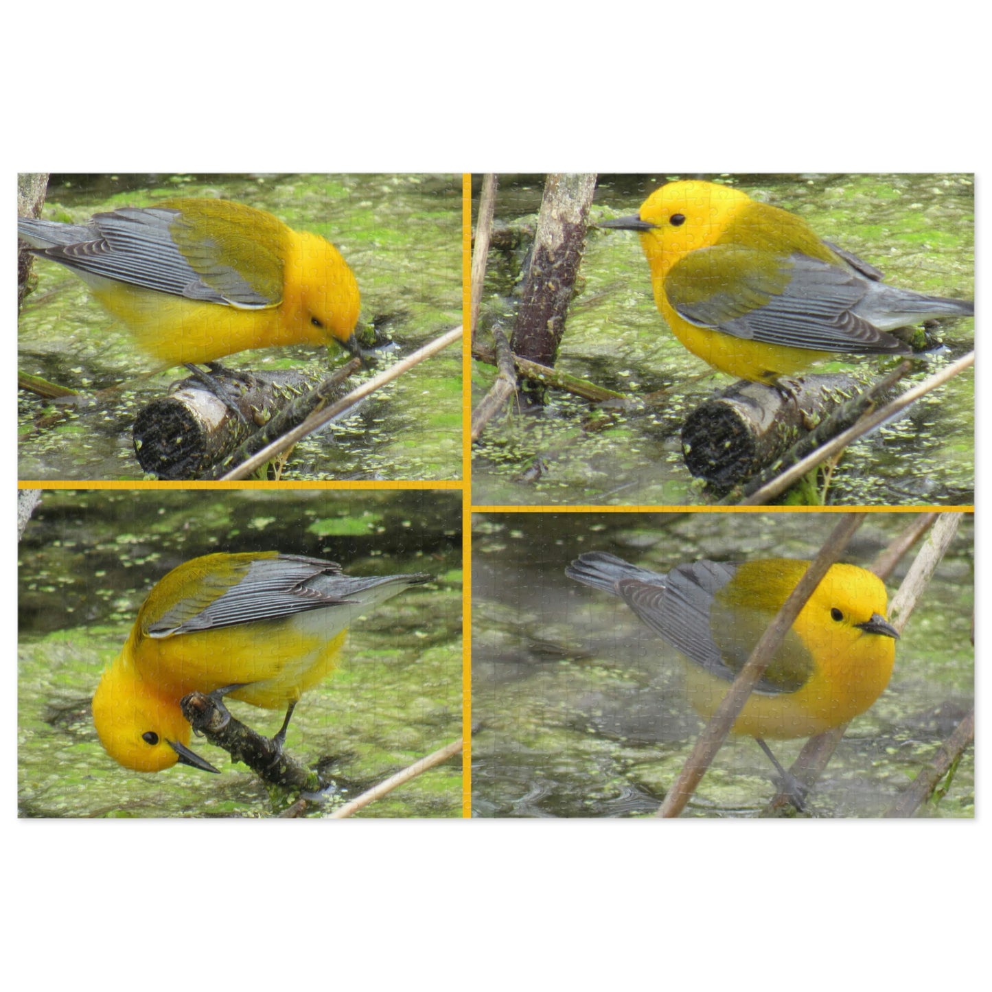 Prothonotary Warblers ♥ Port Aransas Wildlife Jigsaw Puzzle (30, 110, 252, 500,1000-Piece)