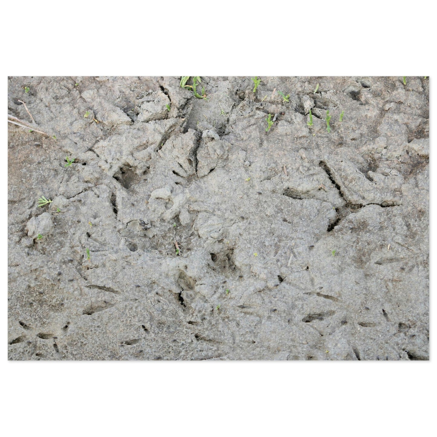 Whooping Crane Footprints at Charlie's Pasture Jigsaw Puzzle (30, 110, 252, 500,1000-Piece)