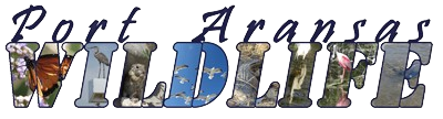 portaransaswildlife.shop